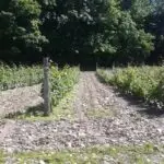 Vignoble