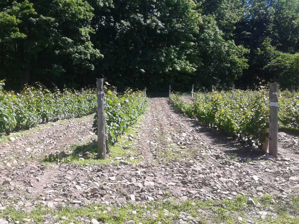 Vignoble